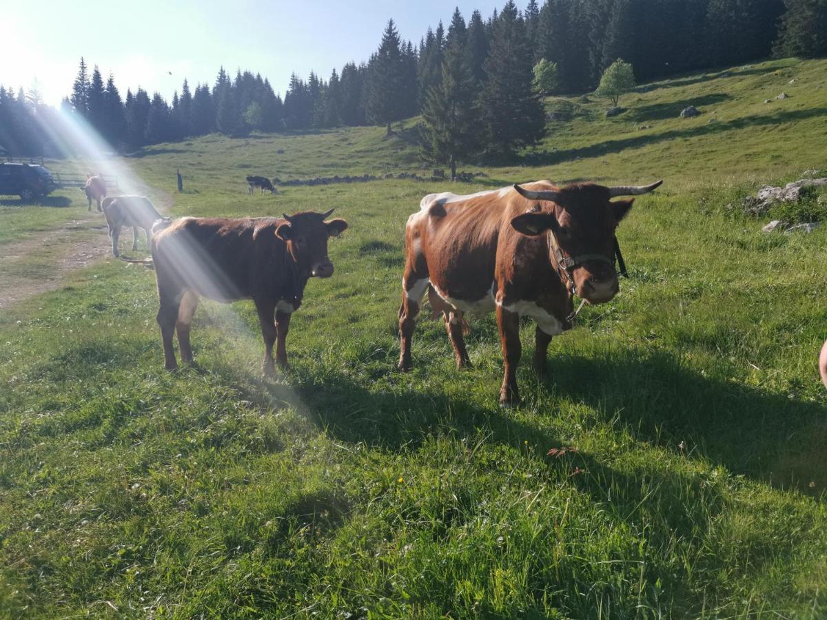 Chalet Stara Jelka Pokljuka Zgornje Gorje Bagian luar foto