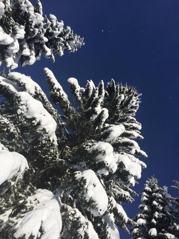 Chalet Stara Jelka Pokljuka Zgornje Gorje Bagian luar foto